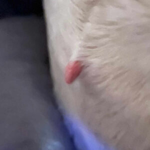 elongaged skin tag on dog