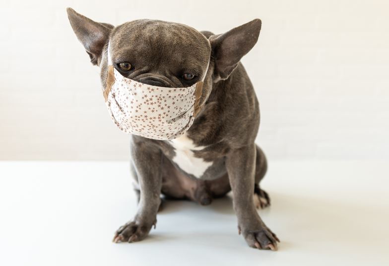 dog with mask