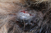 closeup of a mast cell tumor on a dog