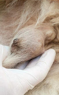 Mammary tumor pictures on dogs