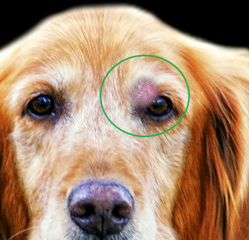 mast cell tumor on a dog's eye