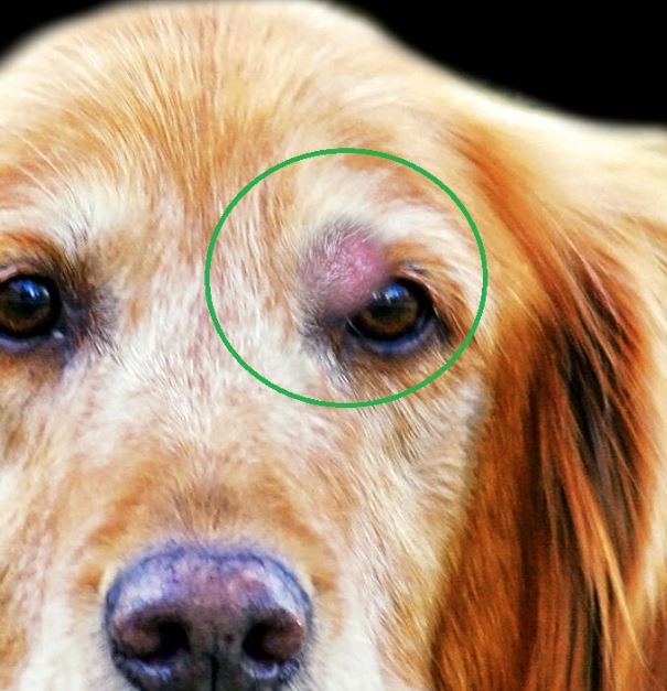 mast cell tumor on a dog's eyelid