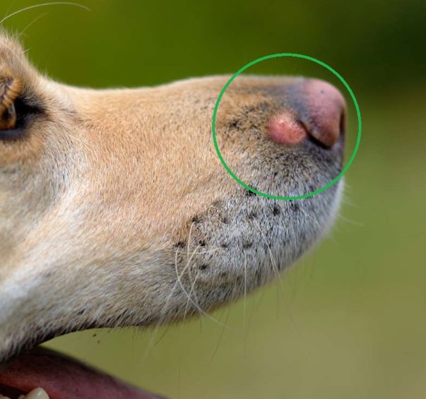 red mast cell tumor growing near a dog's nose