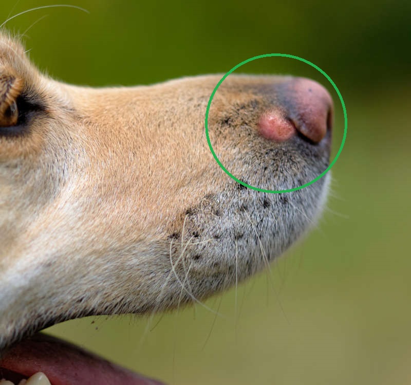 mast cell tumor on a dog's nose