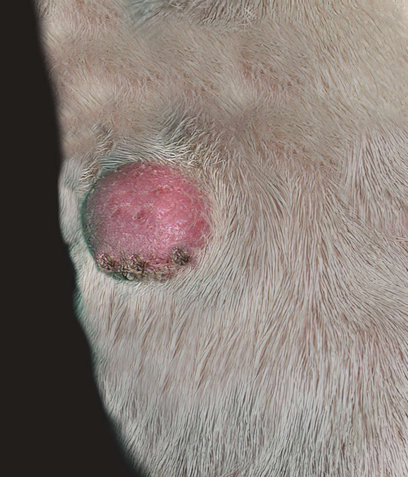 closeup of a mast cell tumor on a dog's leg