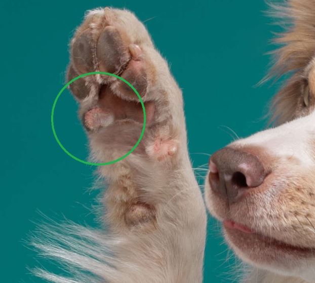 closeup image of a mast cell tumor on a dog's paw