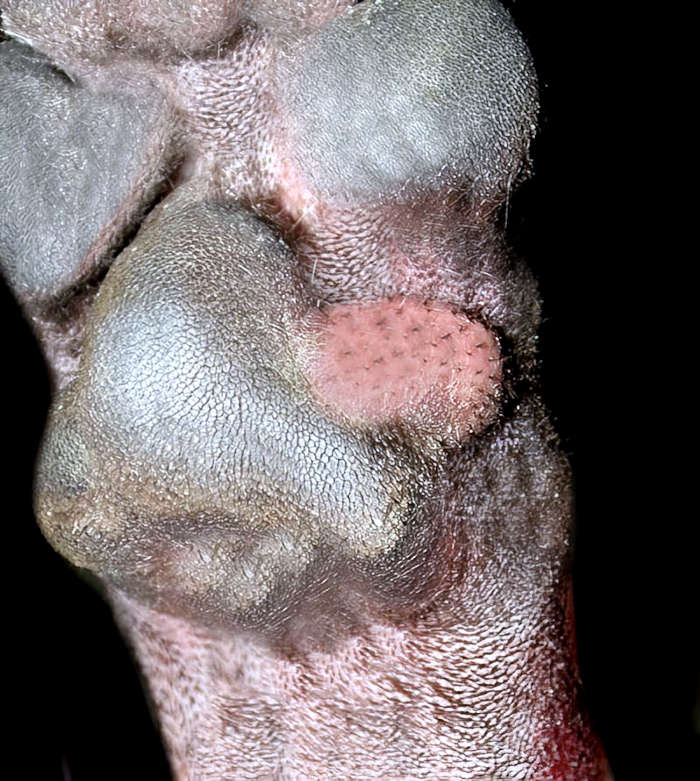 mast cell tumor on a dog's paw