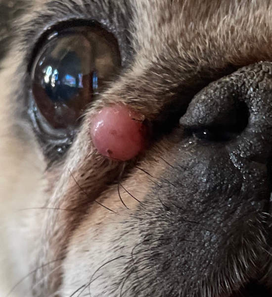 red mast cell tumor on a pug's face