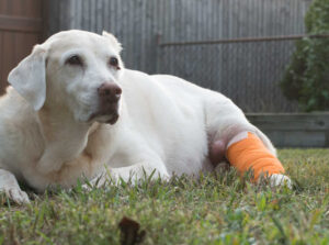 Mast Cell Tumors In Dogs: A Veterinarian’s Guide for Owners