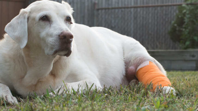 labrador fighting mast cell tumors