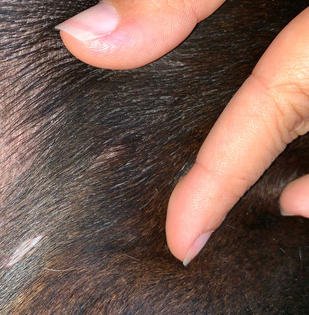 what does a mast cell tumor on a dog look like