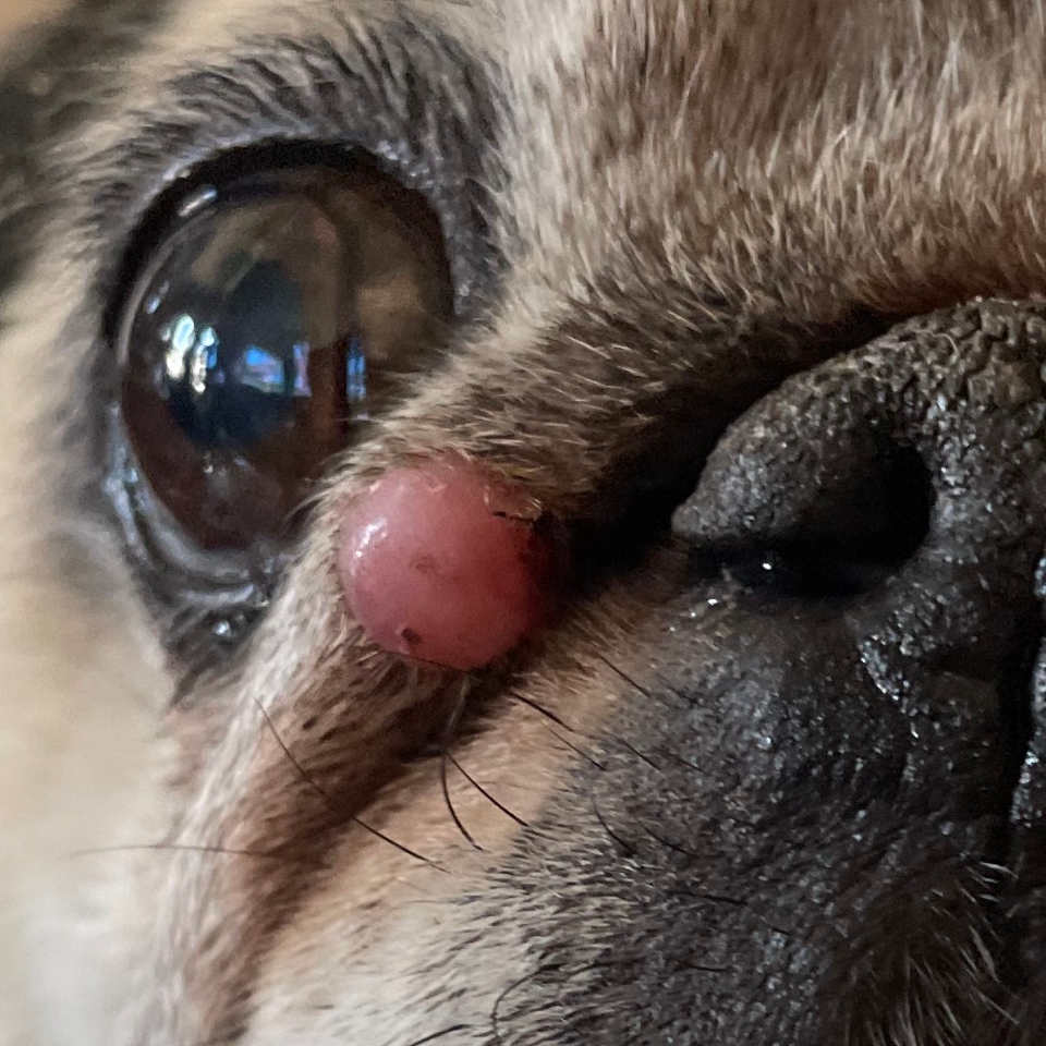pink / red mast cell tumor on a pug