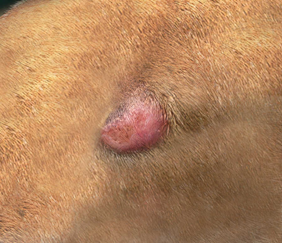 what causes a histiocytoma in dogs