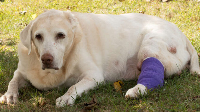 labrador with mast cell tumors