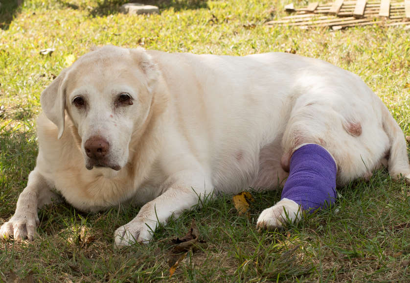 labrador with mast cell tumors