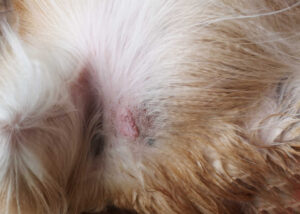 mast cell tumor on a dog
