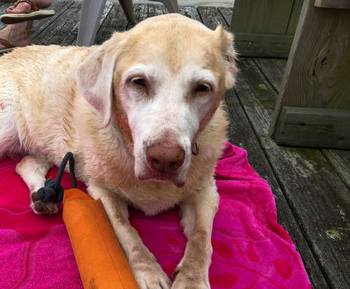 A senior Yellow Labrador Retriever lost her ear to a mast cell tumor.