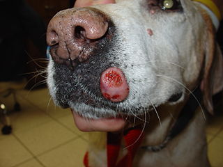 mast cell tumor on a dog's head near the mouth and nose