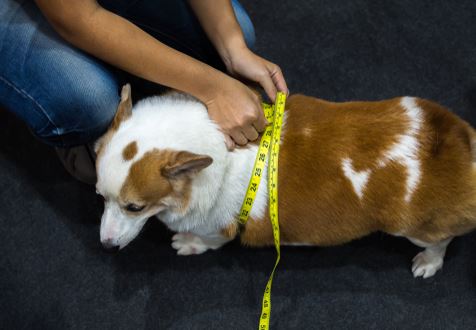 measuring dog belly with tape