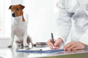 A Dog Owner’s Guide to Grand Mal Seizures in Dogs