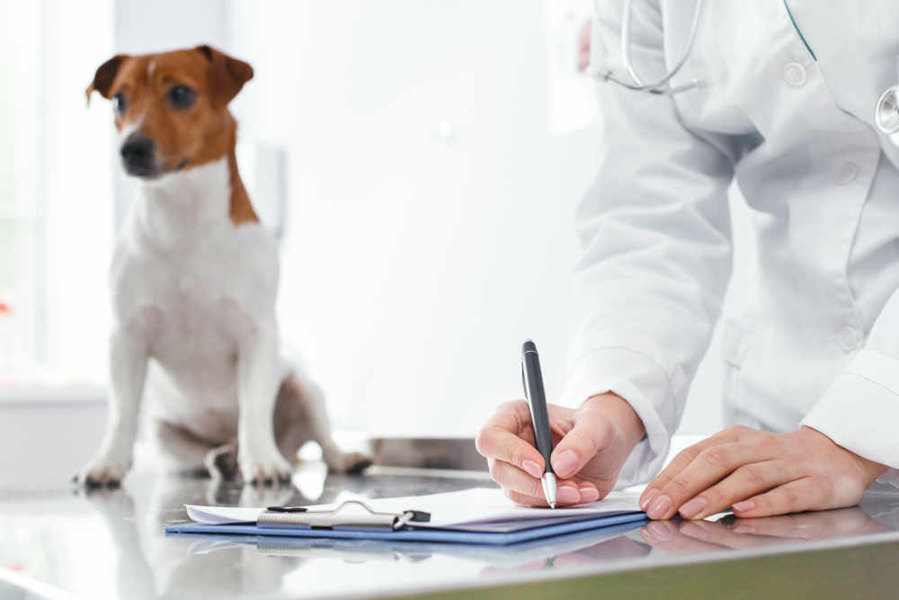 veterinarian writing medical history on paper with a dog