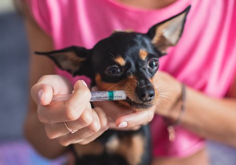 medicine injection to a small dog with a syringe in mouth