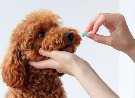 dog taking medicine pill