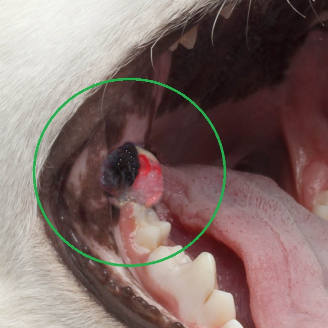 melanoma inside a dog's mouth
