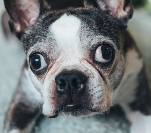 Female Boston terrier with possible eye melanoma