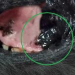 Pictures of Tumors Inside a Dog’s Mouth / Mouth Cancer [With Veterinarian Comments]