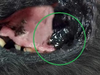melanoma in dog's mouth