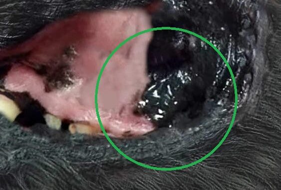 melanoma in dog's mouth