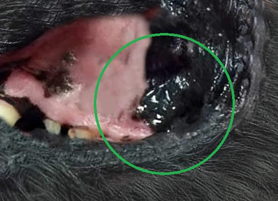 melanoma in dog's mouth