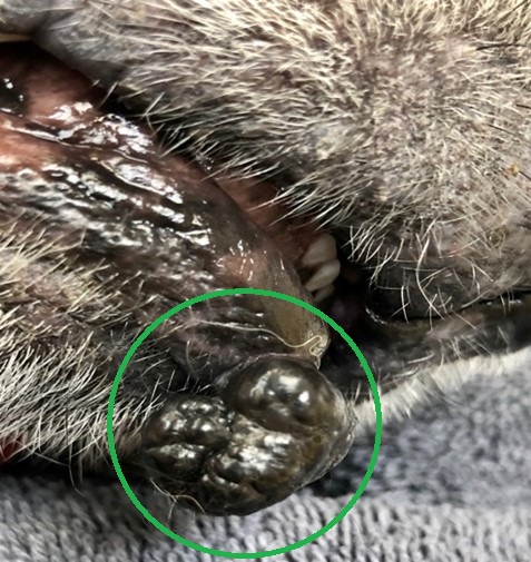 melanoma on dog's lip