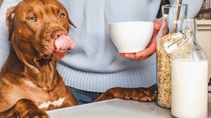 Best dog clearance food for constipation