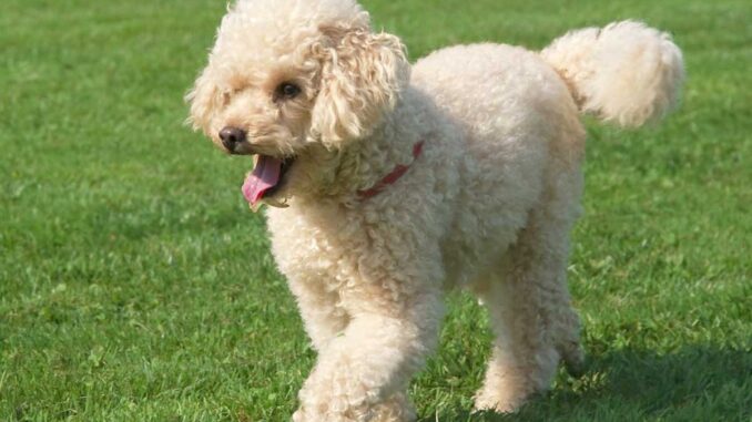 miniature poodle