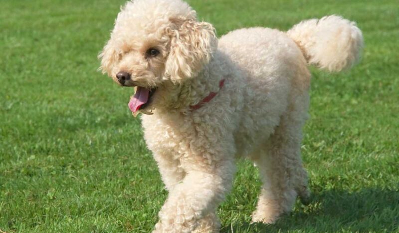 Are Miniature Poodle Dogs Good for Seniors?