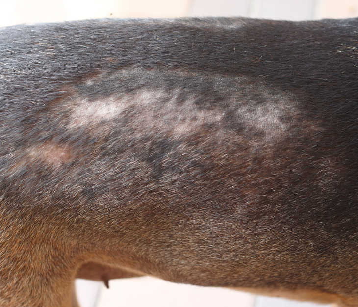 mites causing irritation and hair loss on a dog