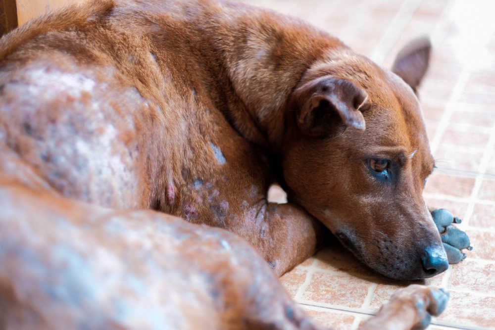 What Dog Mites Mange Look Like With Pictures And Veterinarian Advice