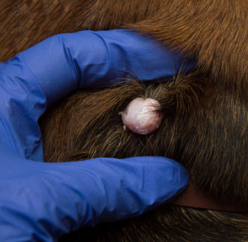 dog cyst that looks like a mole