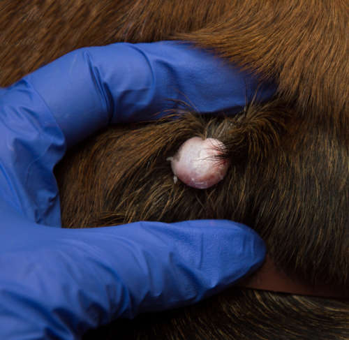 white cyst on dog