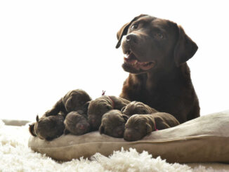 labrador with her puppies