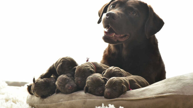 labrador with her puppies