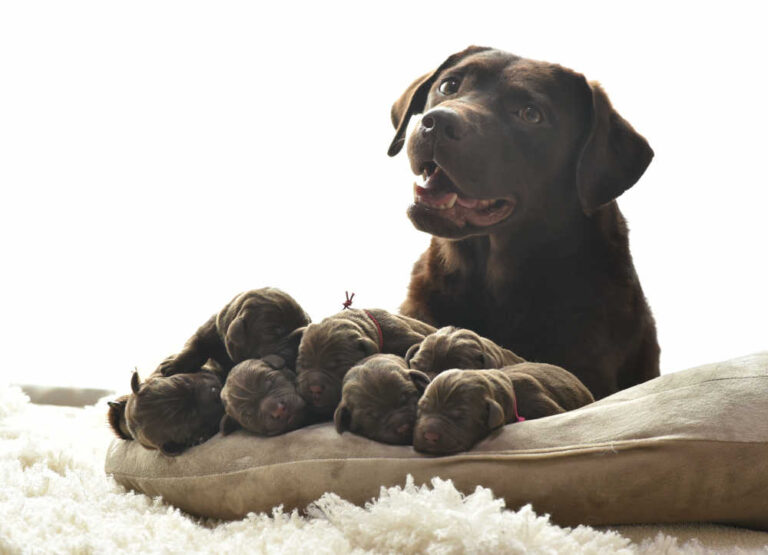 Dog Bleeding After Birth: Is it Normal? How Long Does it Last?