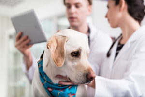 Dog Vomiting Blood: Our Veterinarians Explain What to Do