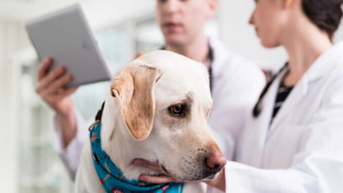 veterinarian team monitoring labrador dog