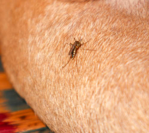 mosquitoe on dog's hair