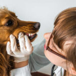 5 Lumps Often Found Inside a Dog’s Mouth [With Pictures]