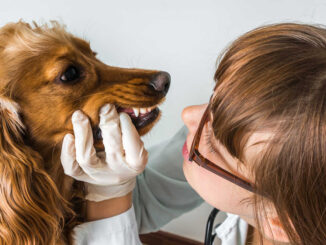 vet looking at a dog's mouth