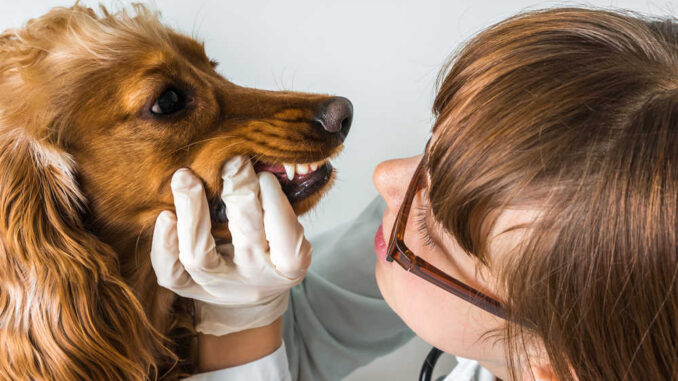 vet looking at a dog's mouth